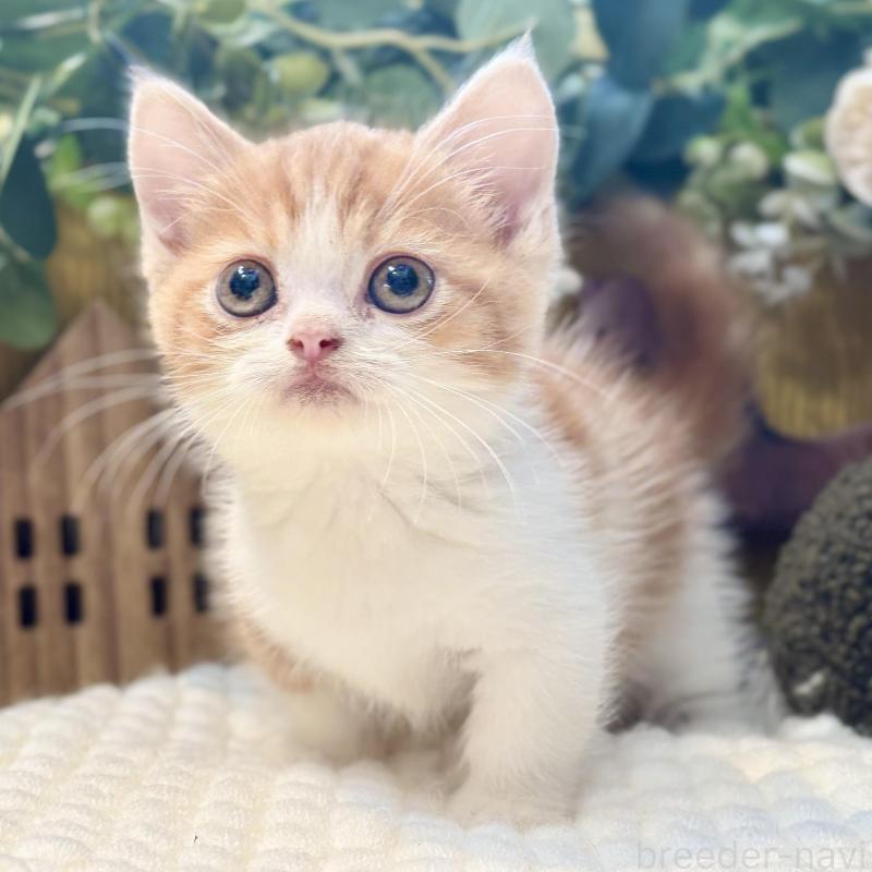 販売中の岐阜県のミヌエット(短足)-129104の1枚目