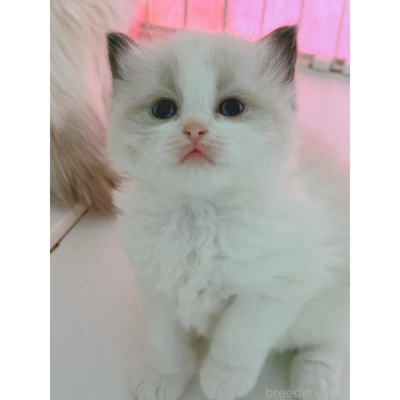 販売中の石川県のラグドール-130426の2枚目