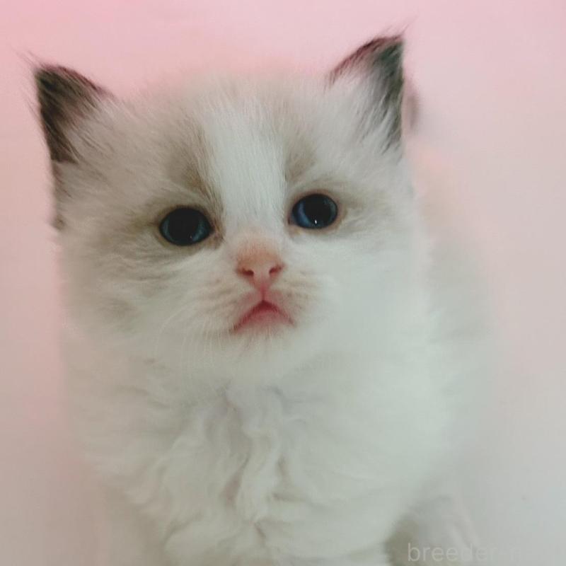 販売中の石川県のラグドール-130426の1枚目