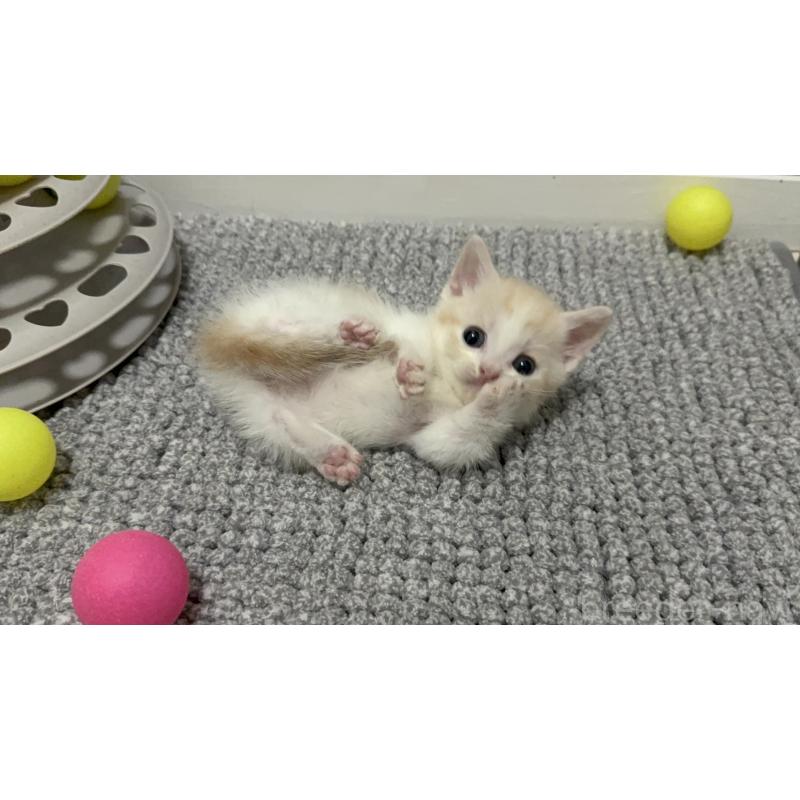 販売中の福岡県のマンチカン(短足)-130427の5枚目