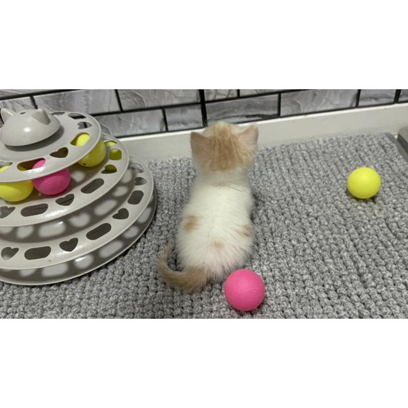 販売中の福岡県のマンチカン(短足)-130427の3枚目