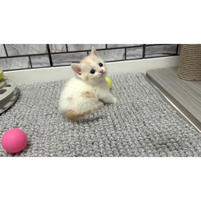 販売中の福岡県のマンチカン(短足)-130427の2枚目