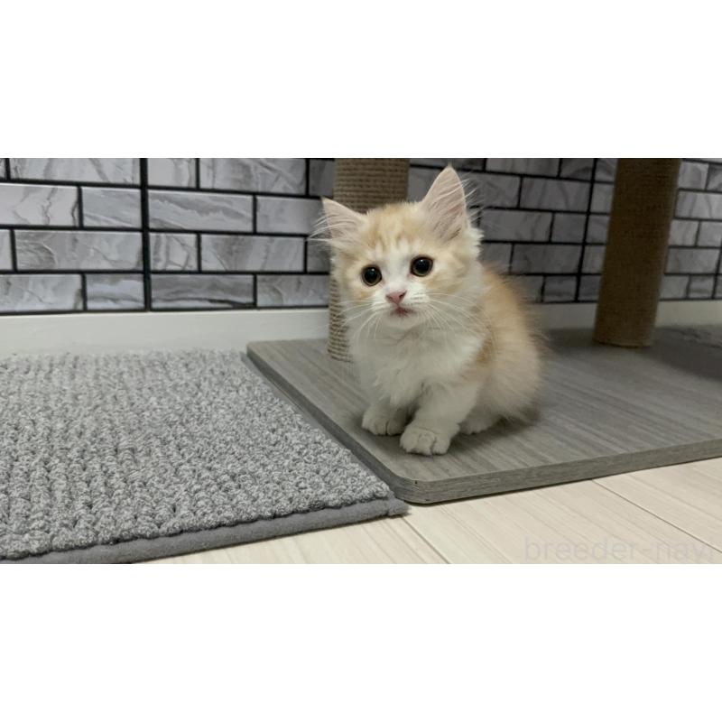 販売中の福岡県のマンチカン(短足)-130428の5枚目