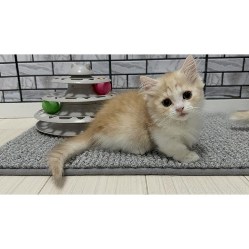 販売中の福岡県のマンチカン(短足)-130428の4枚目