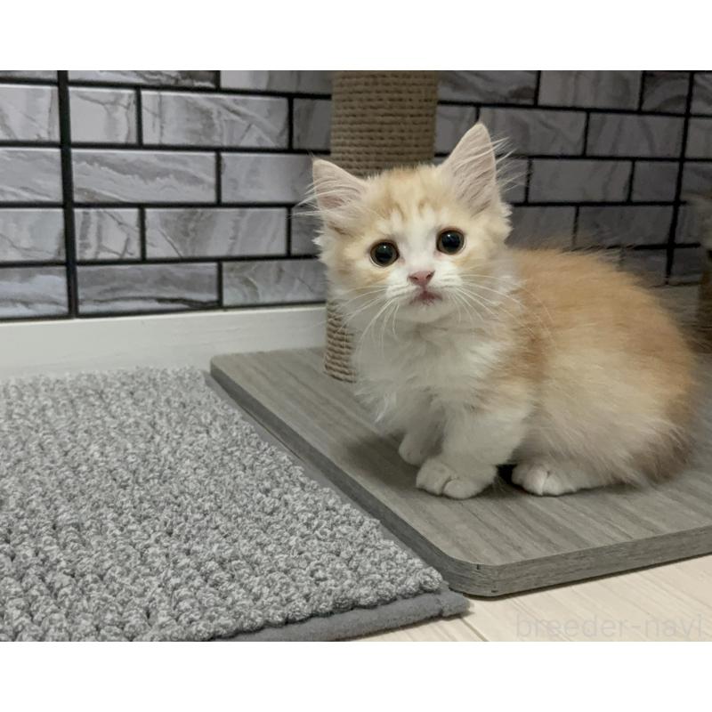 販売中の福岡県のマンチカン(短足)-130428の3枚目