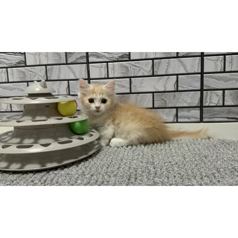 販売中の福岡県のマンチカン(短足)-130428の2枚目