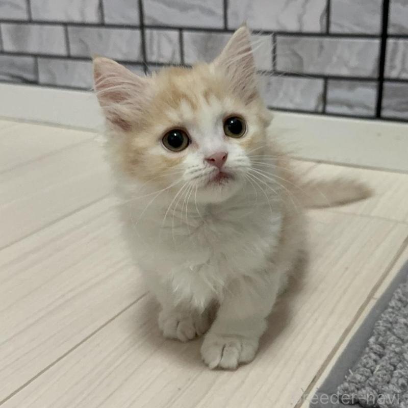 販売中の福岡県のマンチカン(短足)-130428