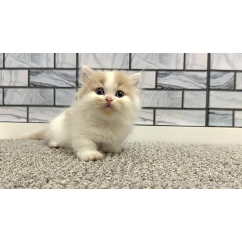 販売中の福岡県のマンチカン(短足)-130429の5枚目