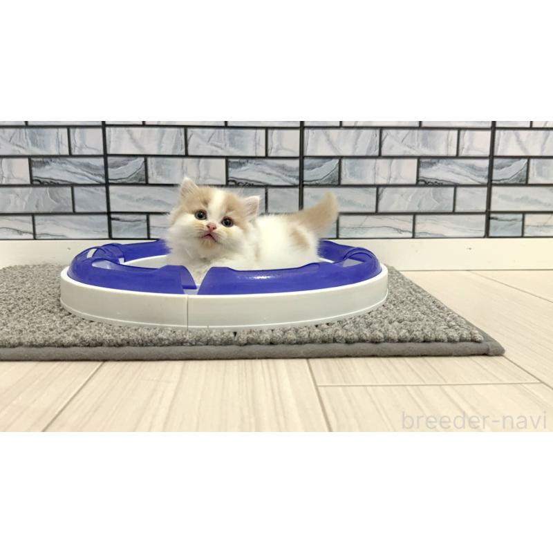 販売中の福岡県のマンチカン(短足)-130429の4枚目