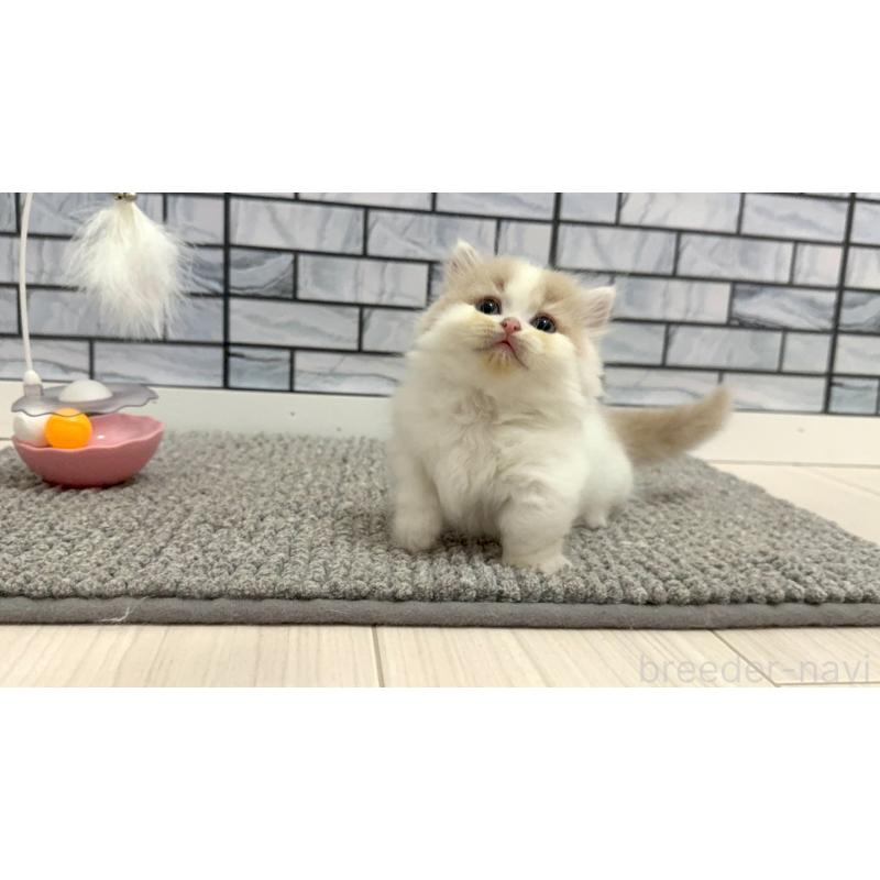 販売中の福岡県のマンチカン(短足)-130429の3枚目