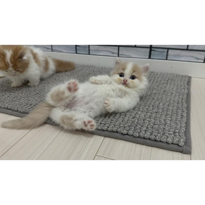 販売中の福岡県のマンチカン(短足)-130429の2枚目