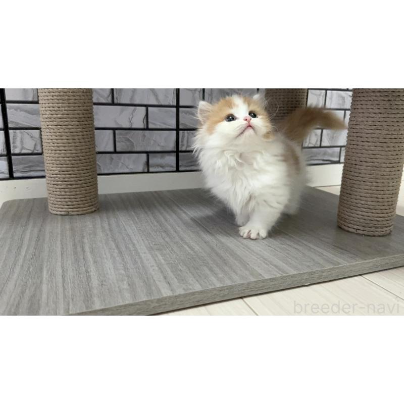 販売中の福岡県のマンチカン(短足)-130430の5枚目