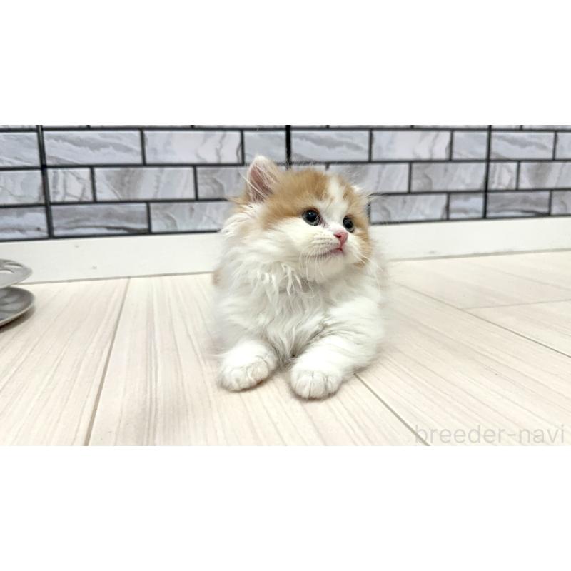 販売中の福岡県のマンチカン(短足)-130430の4枚目