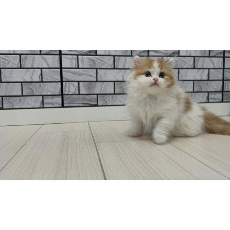 販売中の福岡県のマンチカン(短足)-130430の3枚目