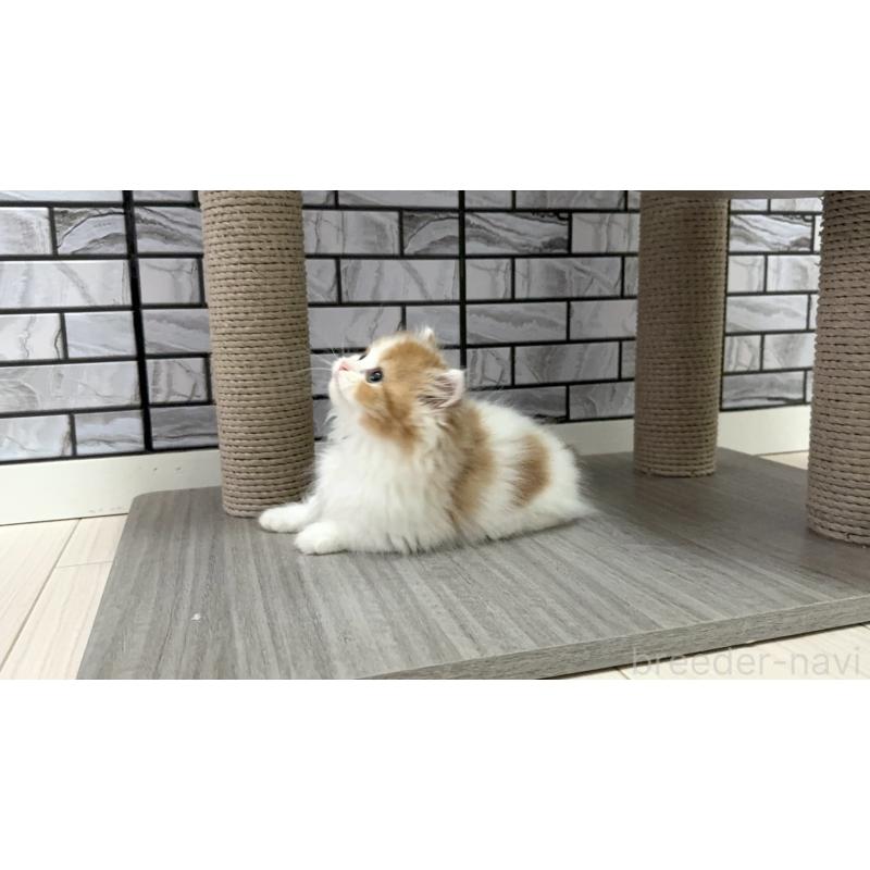 販売中の福岡県のマンチカン(短足)-130430の2枚目