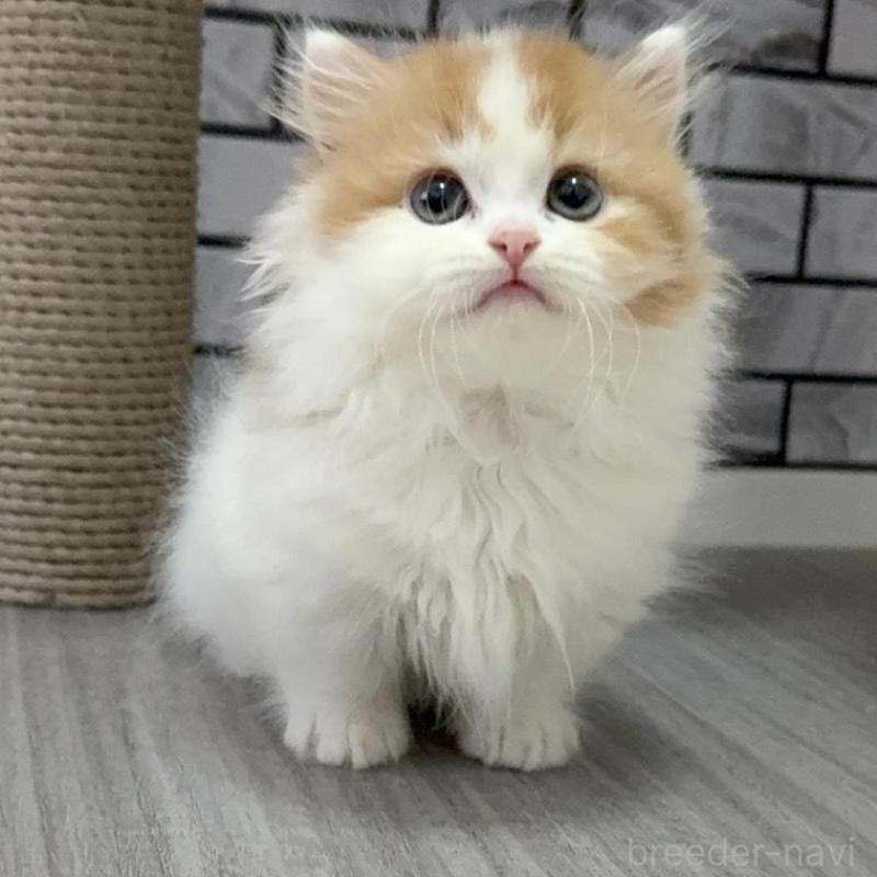 販売中の福岡県のマンチカン(短足)-130430