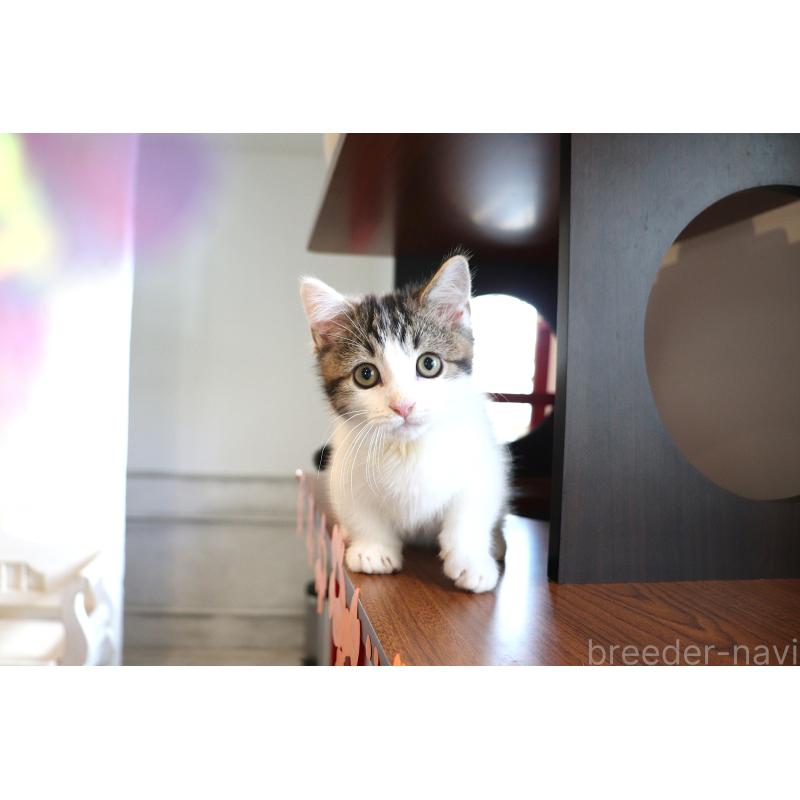 販売中の大阪府のマンチカン(短足)-127372