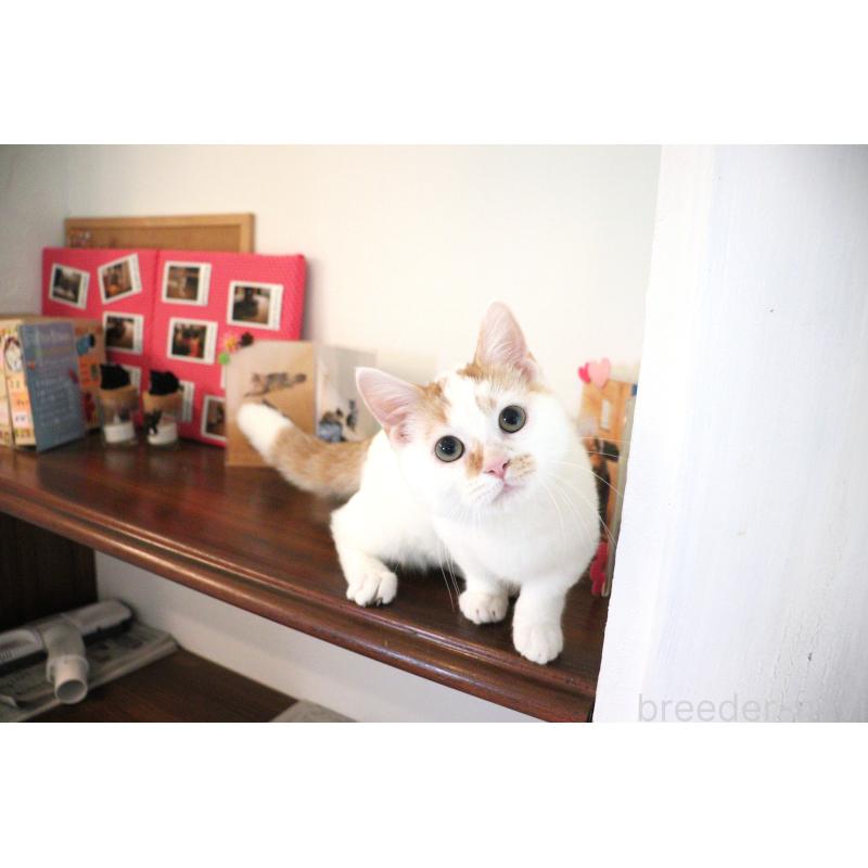 販売中の大阪府のマンチカン(短足)-123963の12枚目