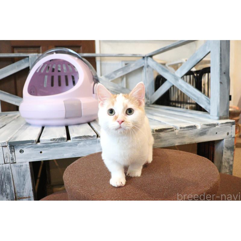 販売中の大阪府のマンチカン(短足)-123963の10枚目