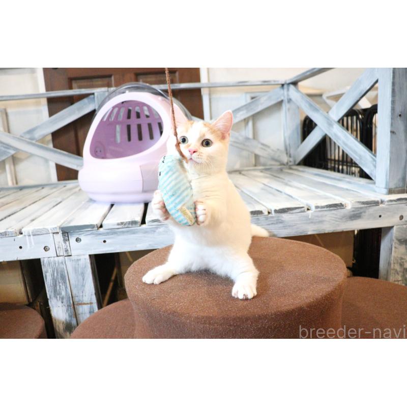 販売中の大阪府のマンチカン(短足)-123963の9枚目