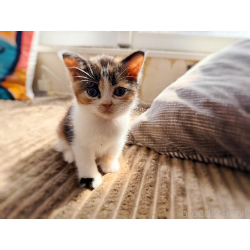 販売中の徳島県のスコティッシュフォールド-130431の16枚目