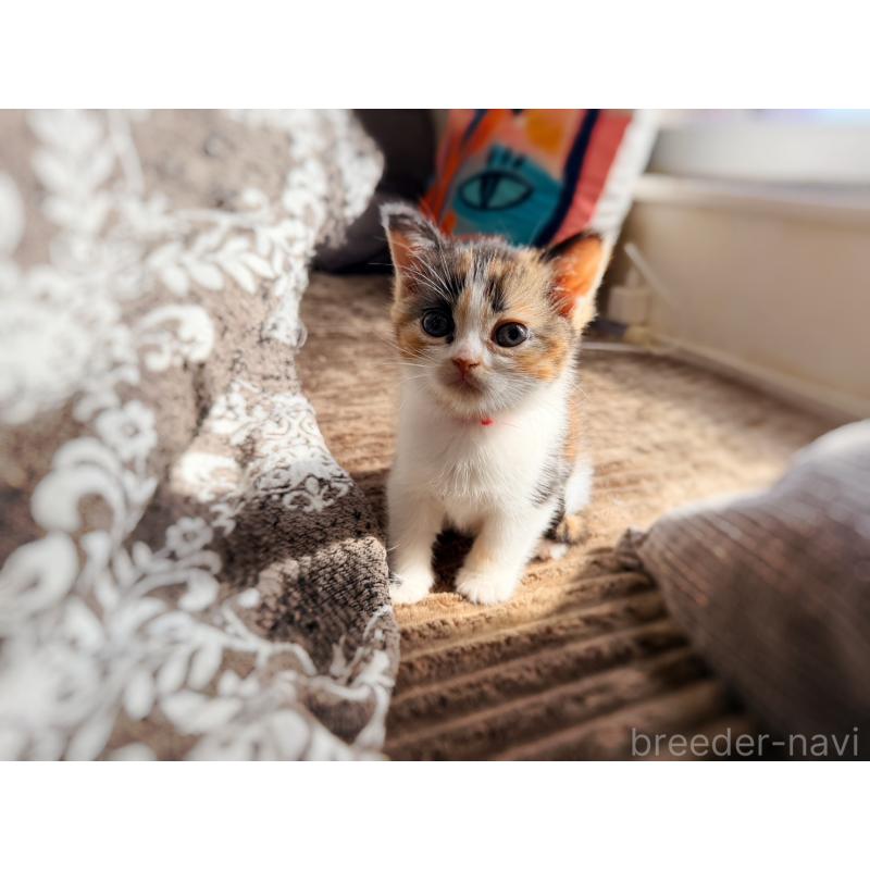 販売中の徳島県のスコティッシュフォールド-130431の15枚目