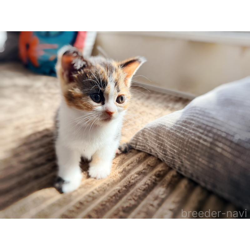 販売中の徳島県のスコティッシュフォールド-130431の14枚目