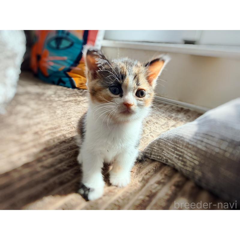 販売中の徳島県のスコティッシュフォールド-130431の13枚目