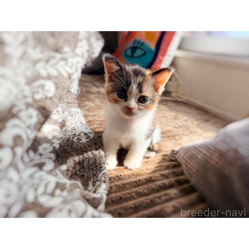 販売中の徳島県のスコティッシュフォールド-130431の12枚目