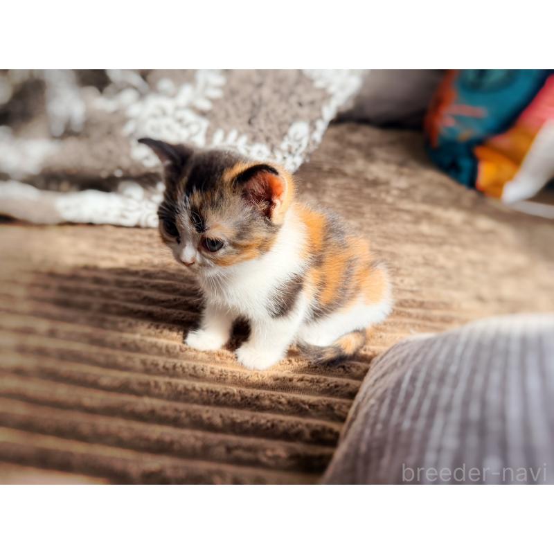 販売中の徳島県のスコティッシュフォールド-130431の11枚目