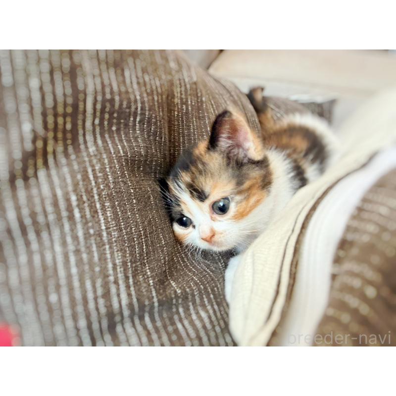 販売中の徳島県のスコティッシュフォールド-130431の10枚目