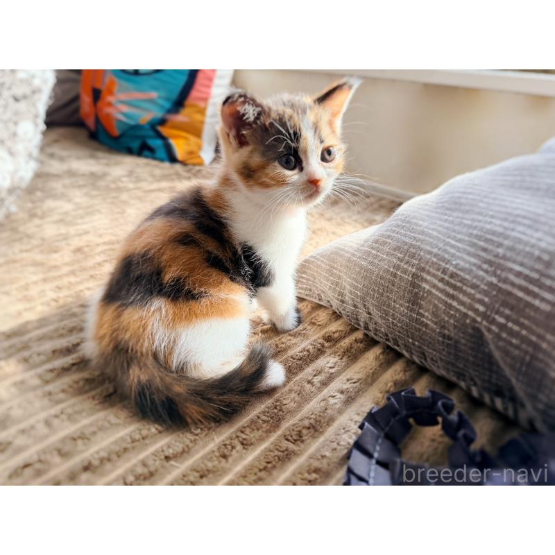 販売中の徳島県のスコティッシュフォールド-130431の9枚目