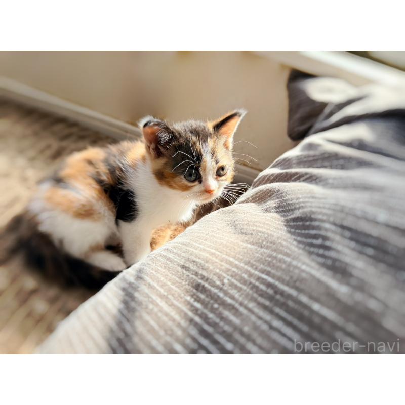 販売中の徳島県のスコティッシュフォールド-130431の8枚目