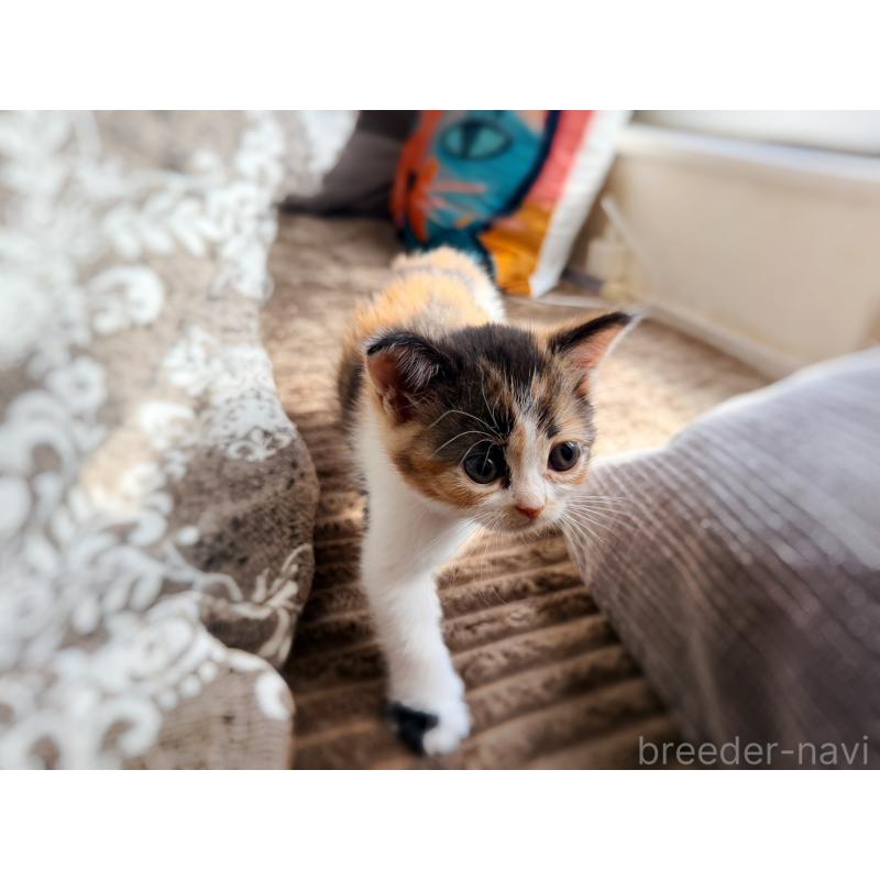 販売中の徳島県のスコティッシュフォールド-130431の7枚目