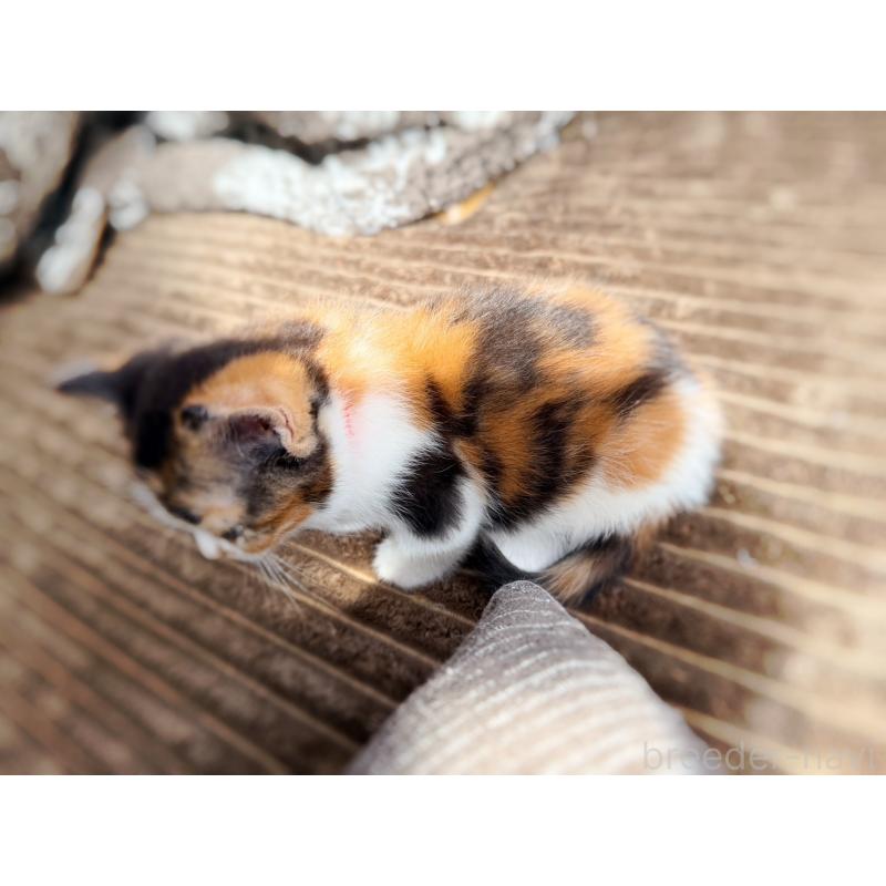 販売中の徳島県のスコティッシュフォールド-130431の6枚目