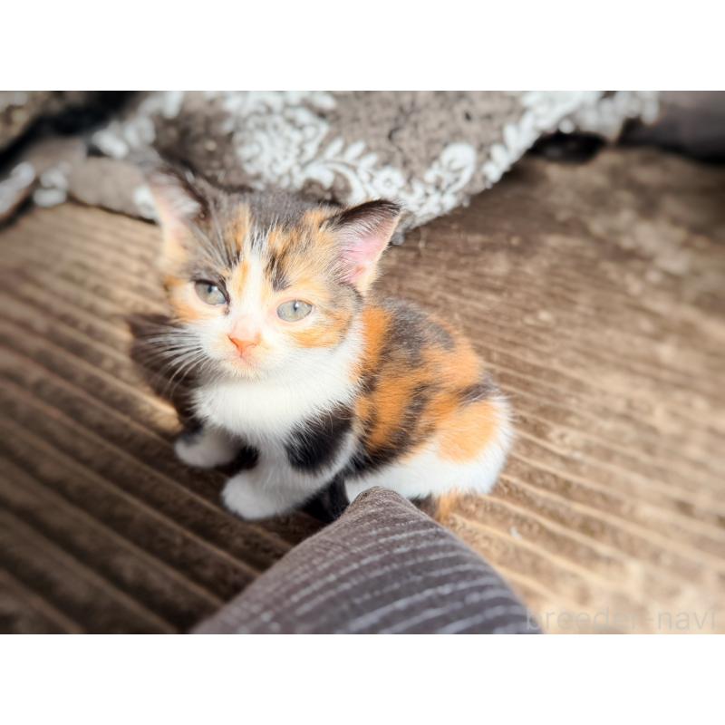 販売中の徳島県のスコティッシュフォールド-130431の5枚目