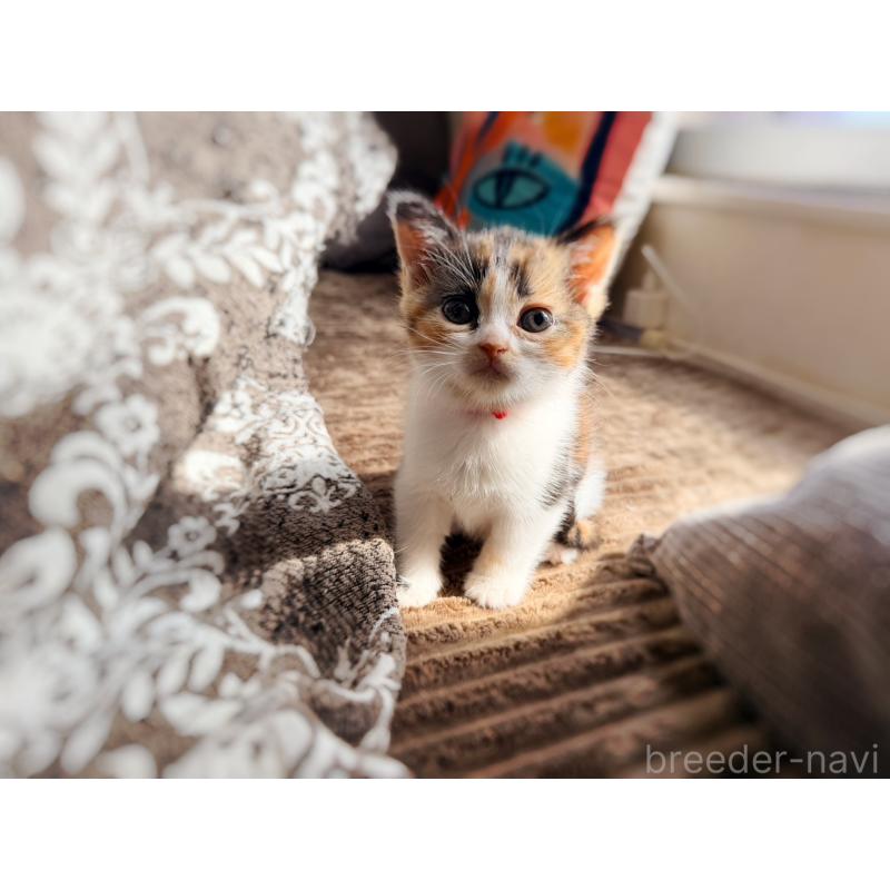 販売中の徳島県のスコティッシュフォールド-130431の4枚目