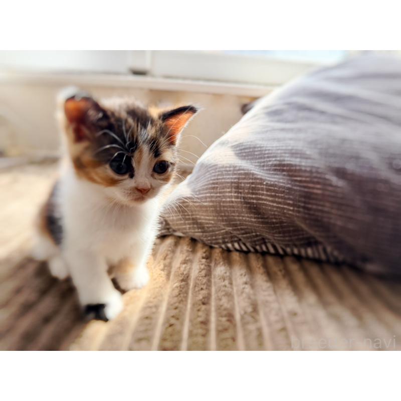 販売中の徳島県のスコティッシュフォールド-130431の3枚目