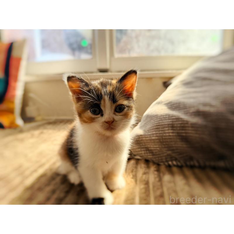 販売中の徳島県のスコティッシュフォールド-130431の2枚目