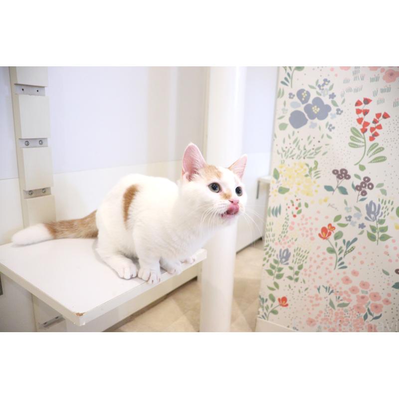 販売中の大阪府のマンチカン(短足)-123963の7枚目