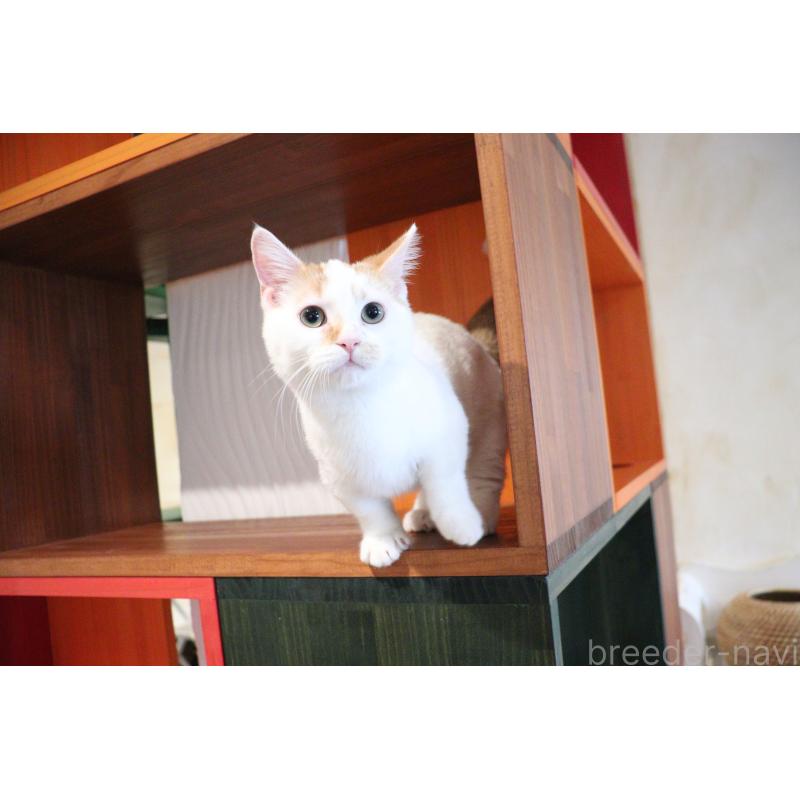 販売中の大阪府のマンチカン(短足)-123963の5枚目