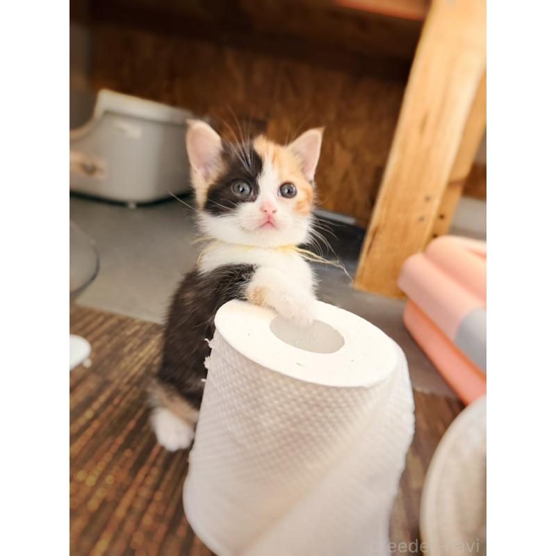 販売中の徳島県のスコティッシュフォールド-130432の33枚目