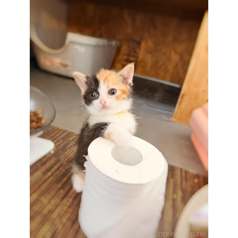 販売中の徳島県のスコティッシュフォールド-130432の32枚目