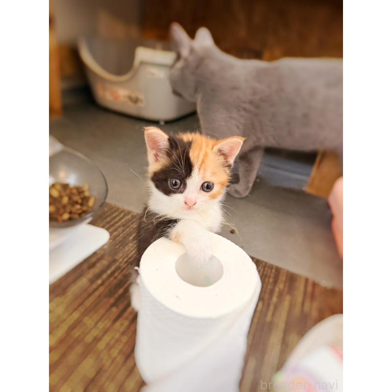 販売中の徳島県のスコティッシュフォールド-130432の31枚目