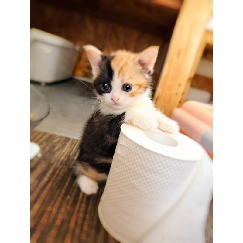 販売中の徳島県のスコティッシュフォールド-130432の30枚目