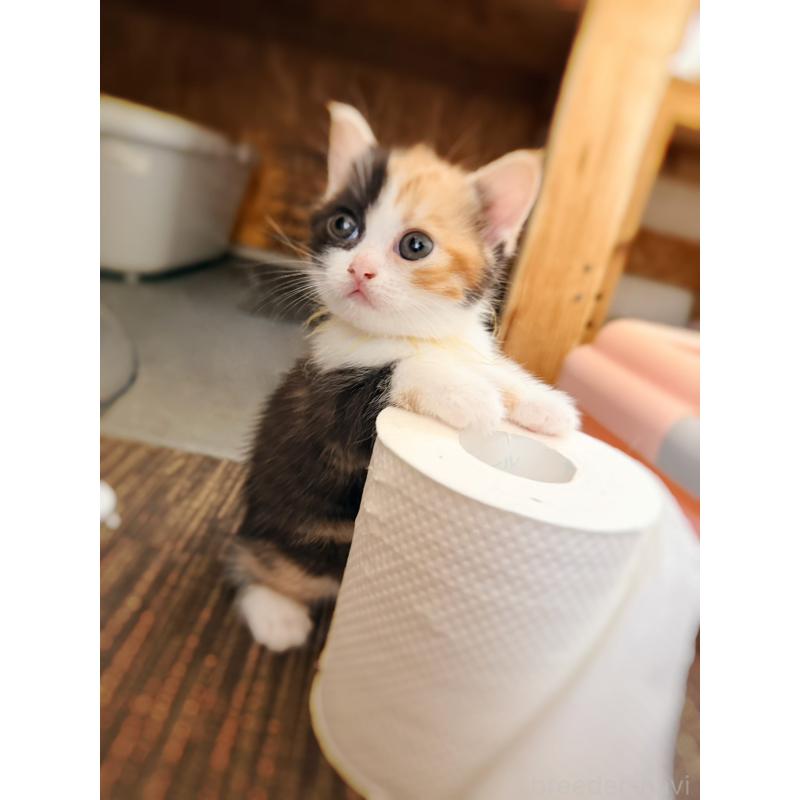 販売中の徳島県のスコティッシュフォールド-130432の29枚目