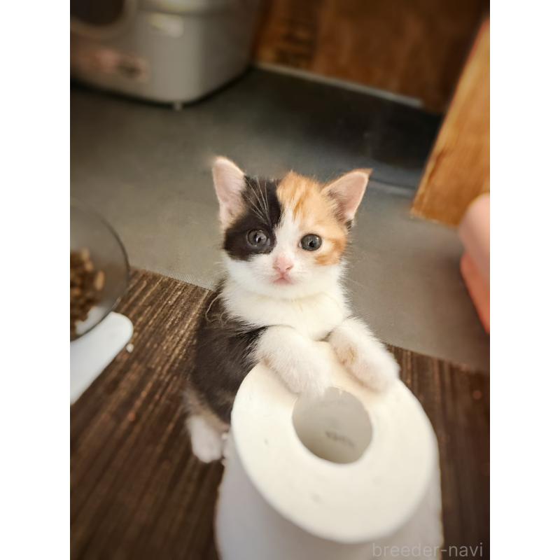 販売中の徳島県のスコティッシュフォールド-130432の28枚目