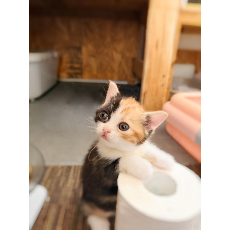 販売中の徳島県のスコティッシュフォールド-130432の27枚目