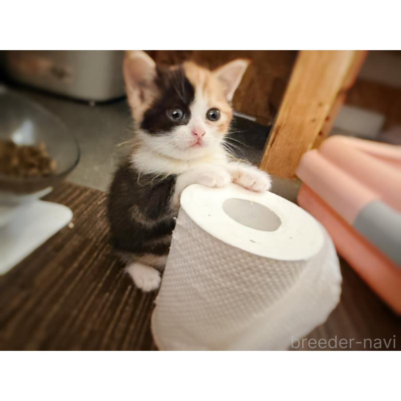 販売中の徳島県のスコティッシュフォールド-130432の26枚目