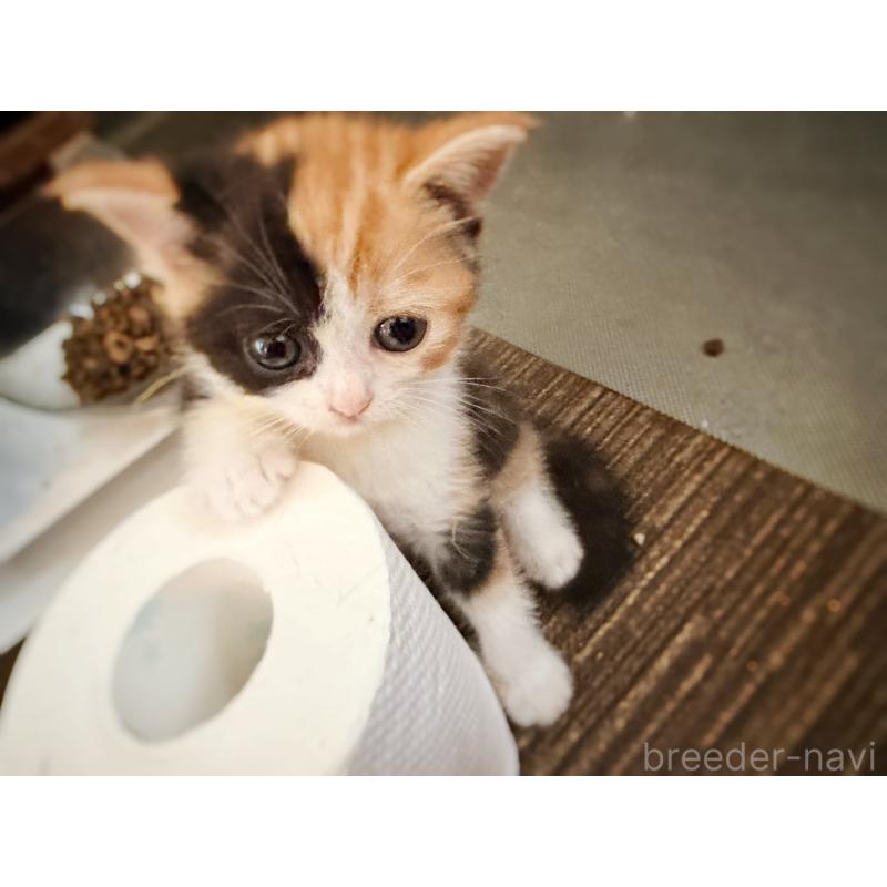 販売中の徳島県のスコティッシュフォールド-130432の25枚目